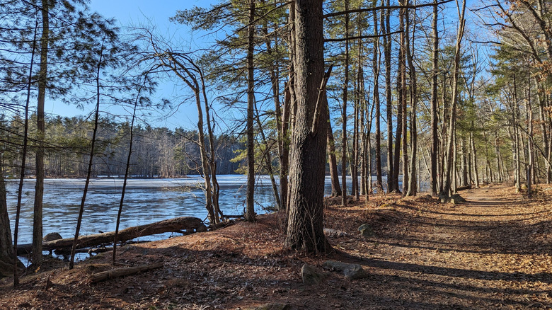 A trail amidst trees along one of the ponds in Harold Parker State Forest in Andover, Massachusetts