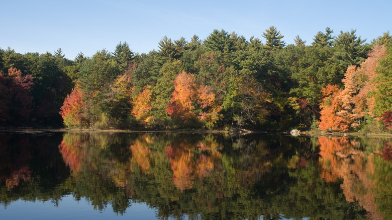 A pond reflecting fall tree foliage in Harold Parker State Forest in Andover, Massachusetts