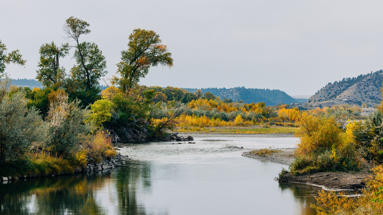 Fall foliage on the Yellowstone River in Montana near Columbus