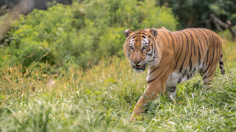 A large rescued Bengal tiger roaming in a grassy area at the National Tiger Sanctuary near Branson, Missouri.