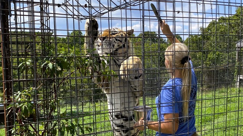 A worker feeding a large tiger standing on its hind legs inside a fenced enclosure at the National Tiger Sanctuary near Branson, Missouri.