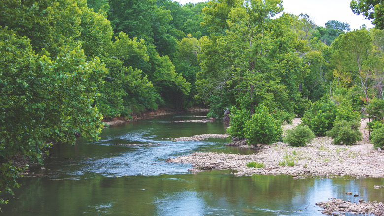 Trees surrounding a rocky bank along the water in Missouri's James River Valley