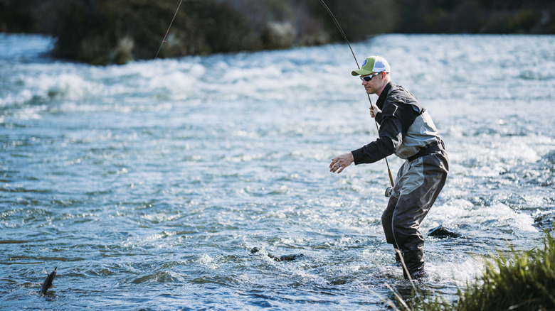 Man fly fishing on a river, taking in a catch of fish