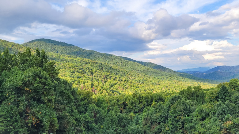 Tree canopies in the Blue Ridge Mountains