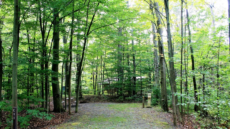 wooded campsite with markers