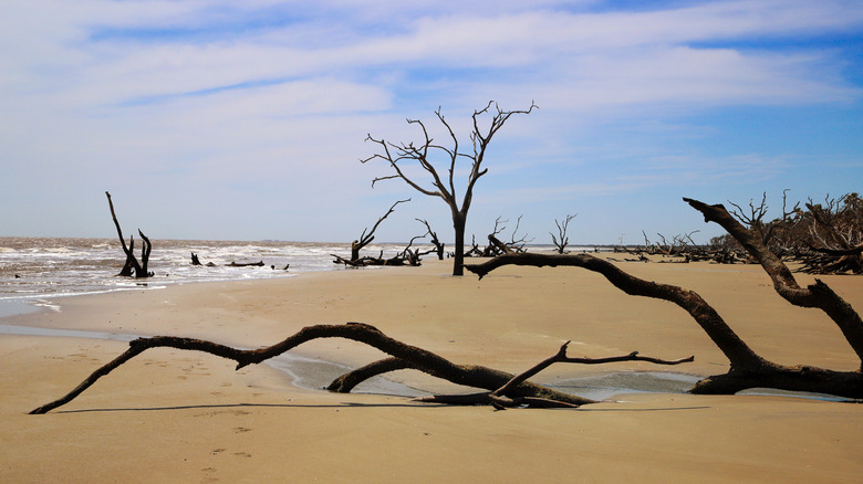 The driftwood on Boneyard Beach at Bulls Island