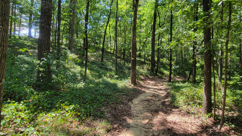 A hiking trail surrounded by trees in Victoria Bryant State Park in Royston, Georgia
