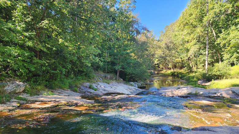 Forest trees on the edge of the river at Victoria Bryant State Park in Royston, Georgia