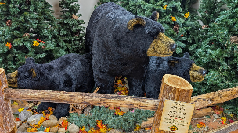 Bear display at Cherohala Skyway Visitor Center