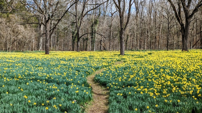 Field with yellow daffodils, bare trees, and a path going through it Pelham Tennessee