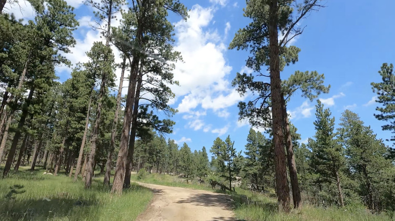 A trail through forest in Esterbrook, Wyoming