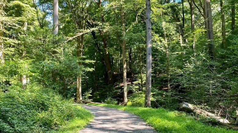 A paved path through the woods at Morrison-Rockwood State Park