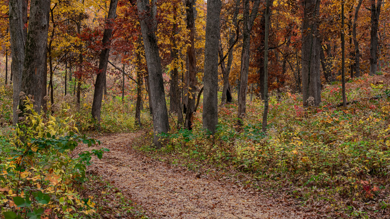 Trees with fall foliage lining the path on the Stone Barn Savanna trail at Nachusa Grasslands