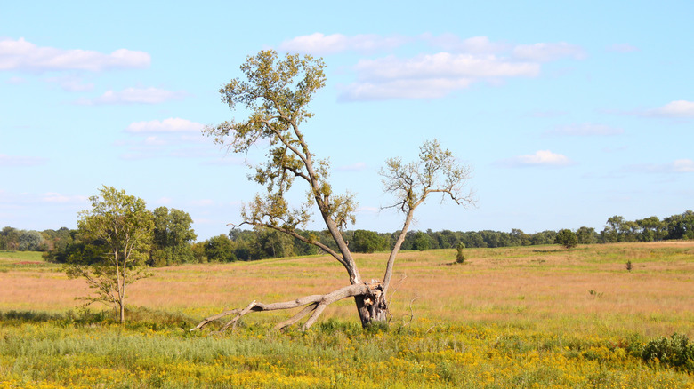 A few trees among grassland and prairie at Nachusa Grasslands in Illinois
