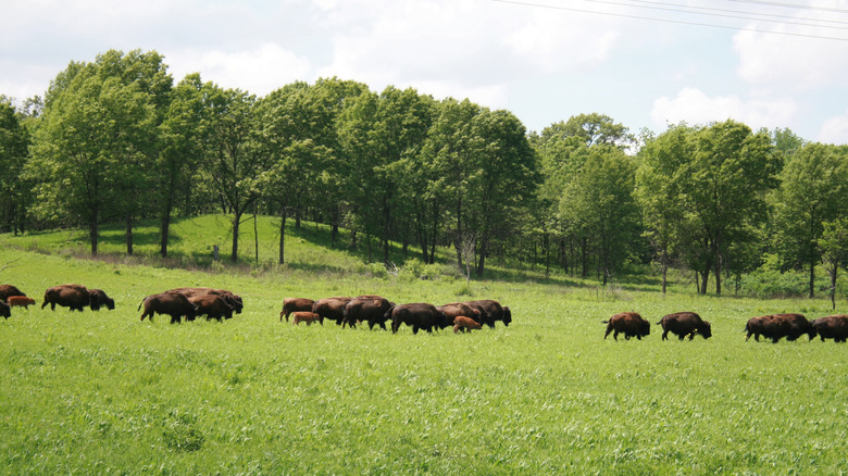 A herd of bison in the grass, near trees, at Nachusa Grasslands