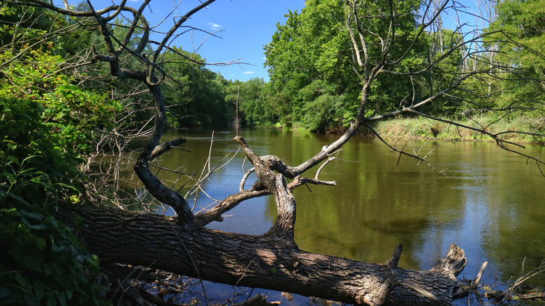Branches of a fallen tree at Tippecanoe River State Park, Indiana