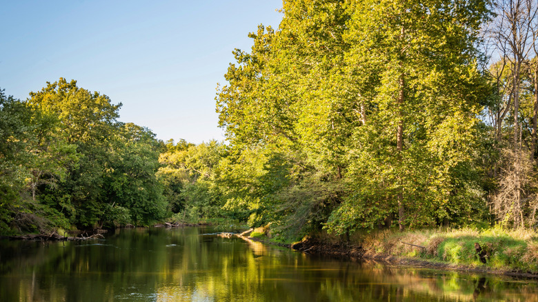 Verdant vegetation at Tippecanoe River State Park, Indiana, on a sunny day