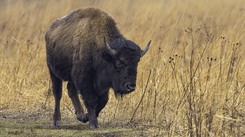 An American bison walks through a pasture at the Kankakee Sands Nature Preserve in northern Indiana