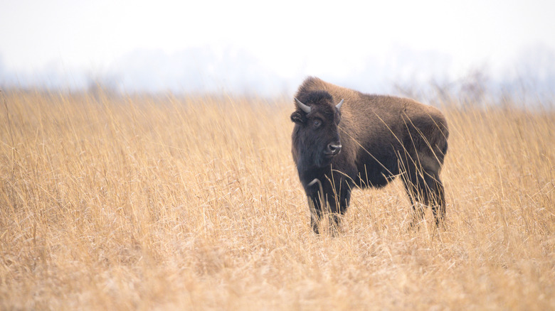 An American bison at Kankakee Sands Nature Preserve, Indiana