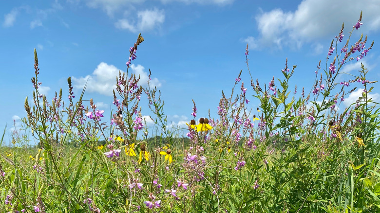 Flowers at the at the Kankakee Sands Nature Reserve, Indiana