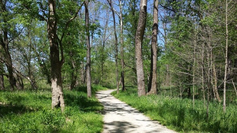 pale gravel trail surrounded by grass and trees