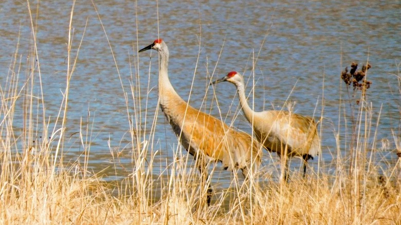 Two Sandhill Cranes stalking the edge of a pond, surrounded by brown grass at Pine Dunes Forest Preserve in Illinois