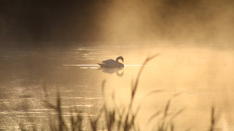 A swam floats on a misty lake in Lake County
