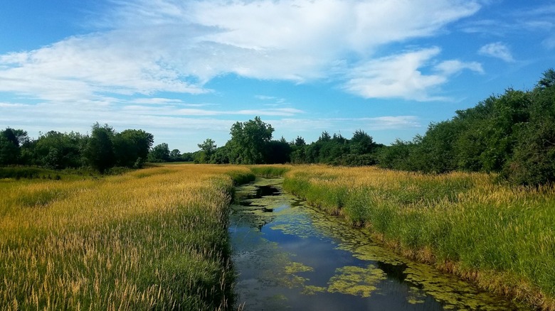 A wetland surrounded by reeds at Sun Lake Forest Preserve