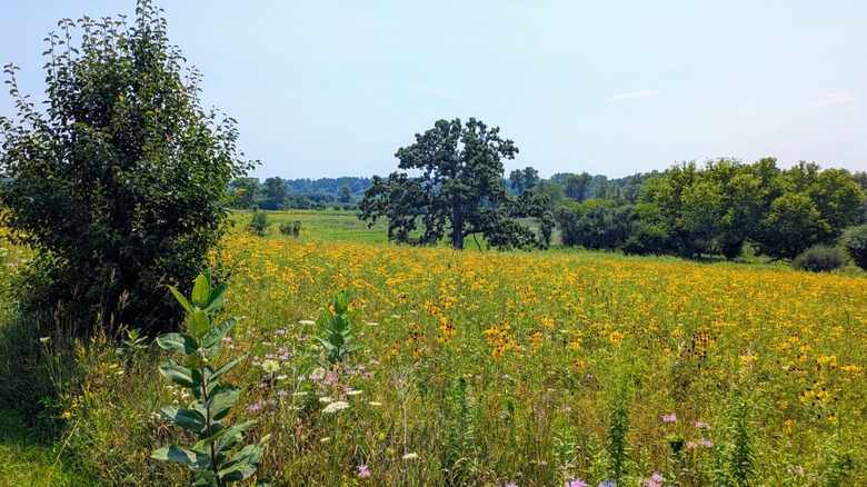 A prairie covered in yellow wildflowers and oaks at Sun Lake Forest Preserve