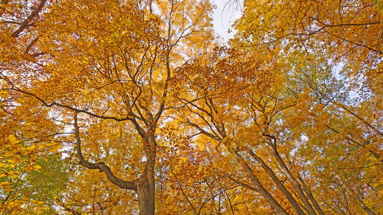 Trees with fall colors at the Morton Arboretum in Lisle, Illinois