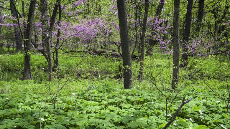 A lush wooded area dotted with purple flowering trees at Lyman Woods in Illinois