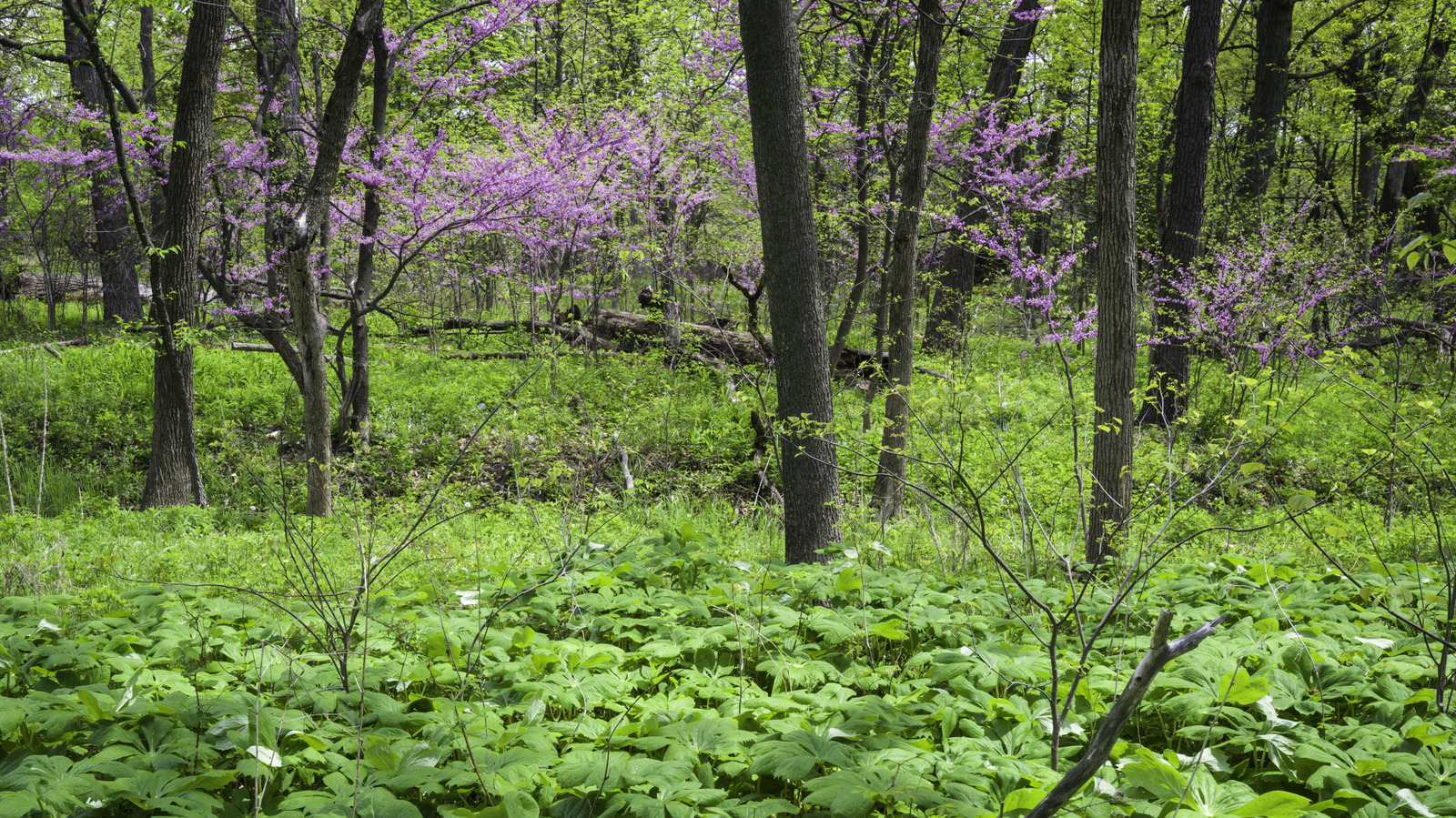 Between Chicago And Naperville Is A Scenic Outdoor Gem With Wildlife, Trails, And Wetlands