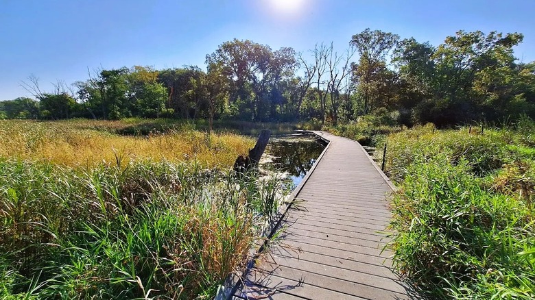 A boardwalk trail meanders over a marshy wetland at Lyman Woods & William F. Sherman, Jr. Interpretive Center in Illinois