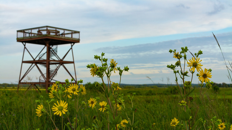 Observation deck in Dixon Waterfowl Refuge at sunrise