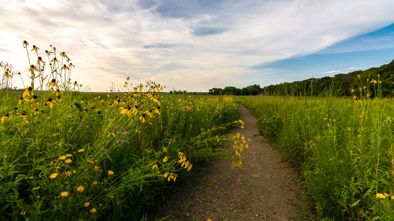 Dirt path through the wetlands around Dixon Waterfowl Refuge, Illinois