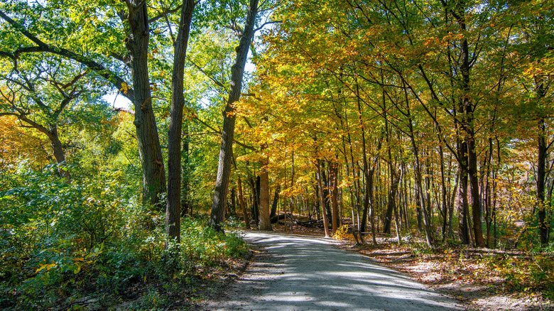 Paths in the Waterfall Glen Forest Preserve in Darien, Illinois, during autumn