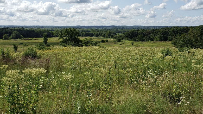 An open grassy meadow surrounded by dense green woodland on a cloudy day in Marengo Ridge Conversation Area in Marengo, IL