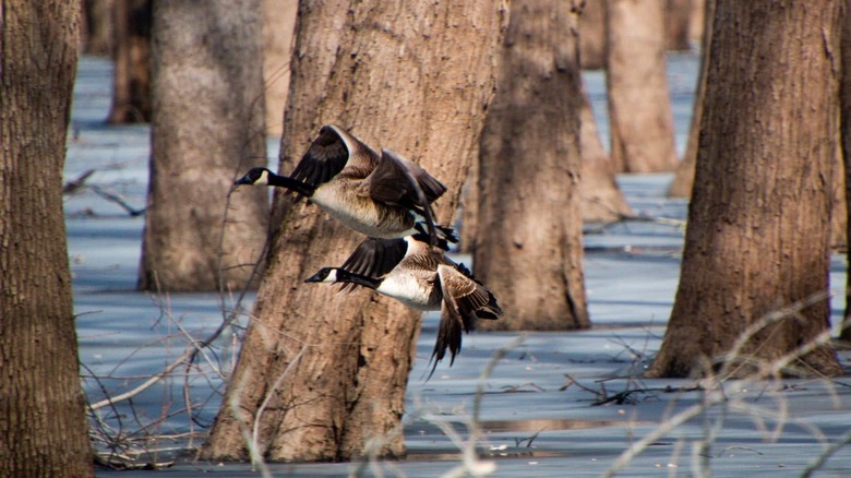 Birds flying overland at Woodford Fish and Wildlife Area in Illinois.