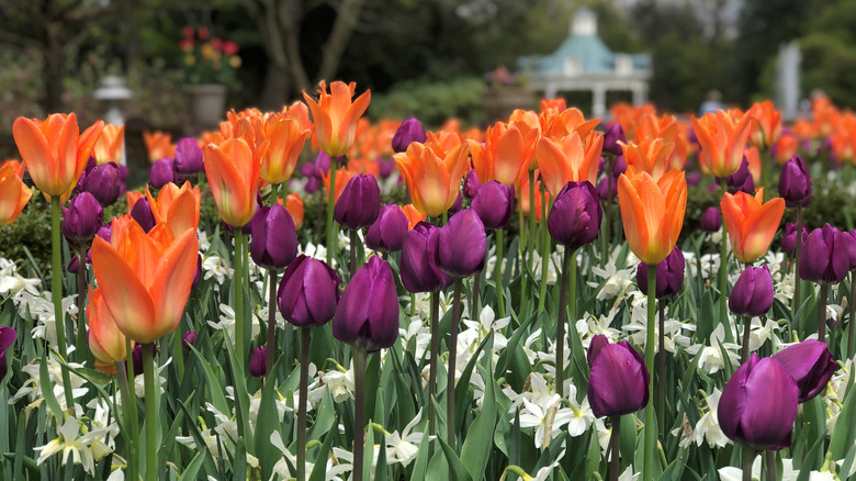 Orange, purple, and white flowers blooming in Fellows Riverside Garden, with trees, flower pots, and a blue-roofed gazebo blurry in the background