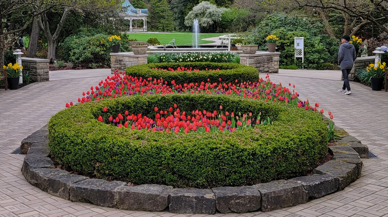 A person in a gray sweatshirt walks down a brick path around a flower bed with circular green bushes and red tulips, with pots of yellow flowers, trees, and benches lining the path and a blue-roofed white gazebo past a yard in the background