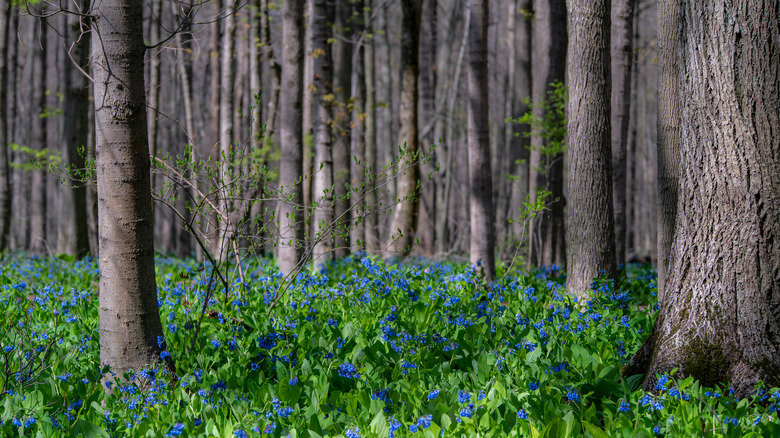 Bluebells blooming along a path in Poland Municipal Forest