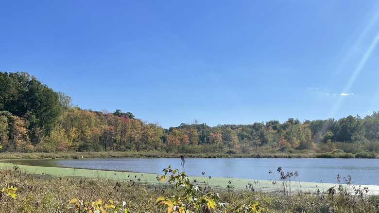 A pond sits beneath a treeline with wetlands in the foreground.