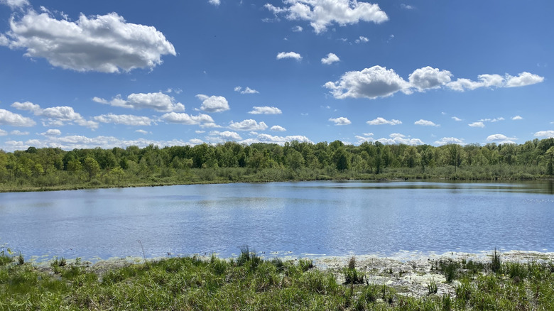 A pond sitting along wetlands with a treeline in the distance beneath blue skies.
