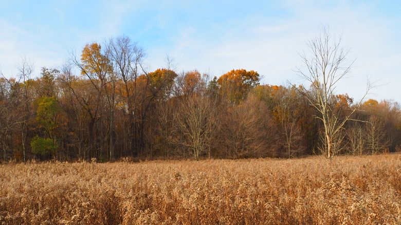 A golden field running up against the base of the forest during the fall.