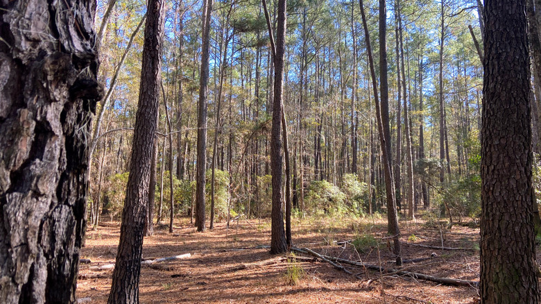 A wooded trail at Santee State Park, South Carolina