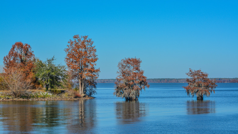 Mossy cypress trees in Lake Marion at Santee State Park, South Carolina
