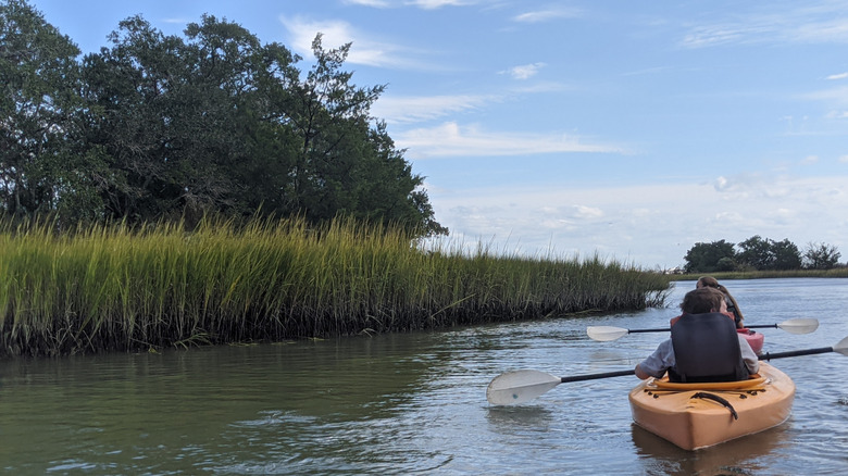 A family of kayakers paddle on a calm lake surrounded by tall grasses.