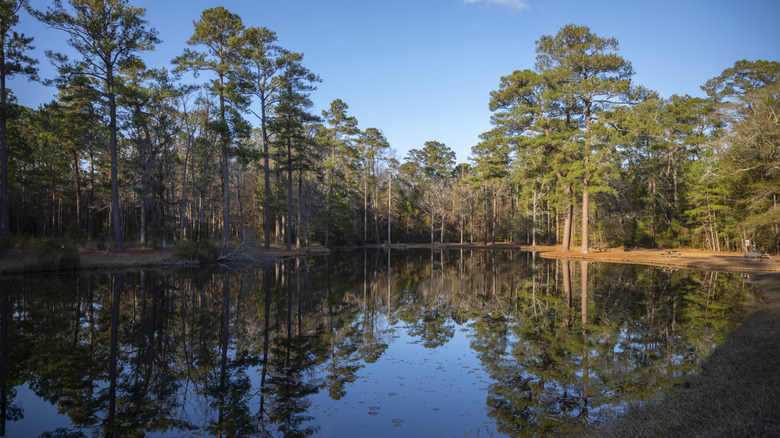 Tall conifers reflected in a lake at Lee State Park in South Carolina
