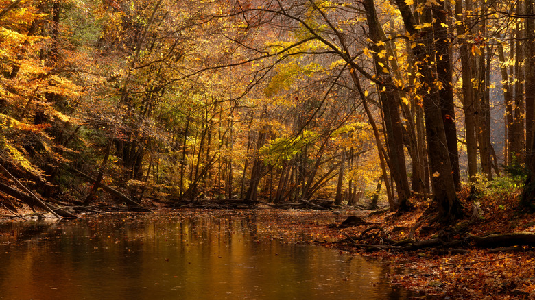 Clear Fork River surrounded by autumn trees
