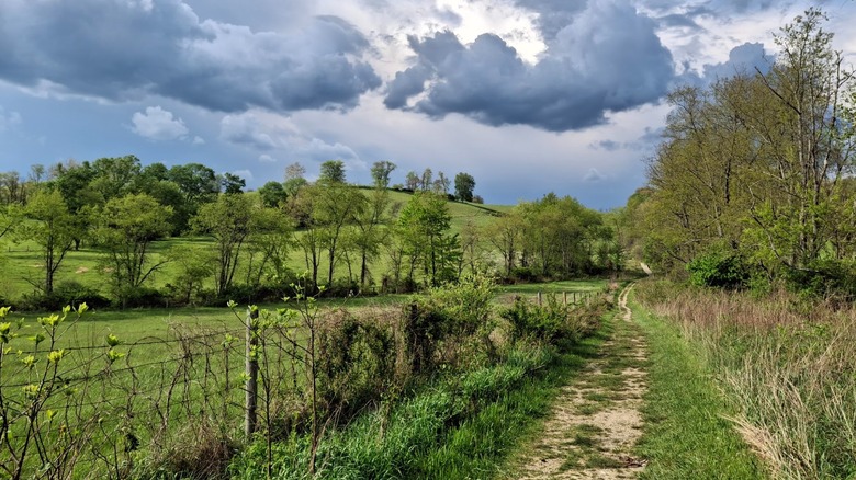 Grassy trail surrounded by trees and cloudy sky in Rockbridge Nature Preserve
